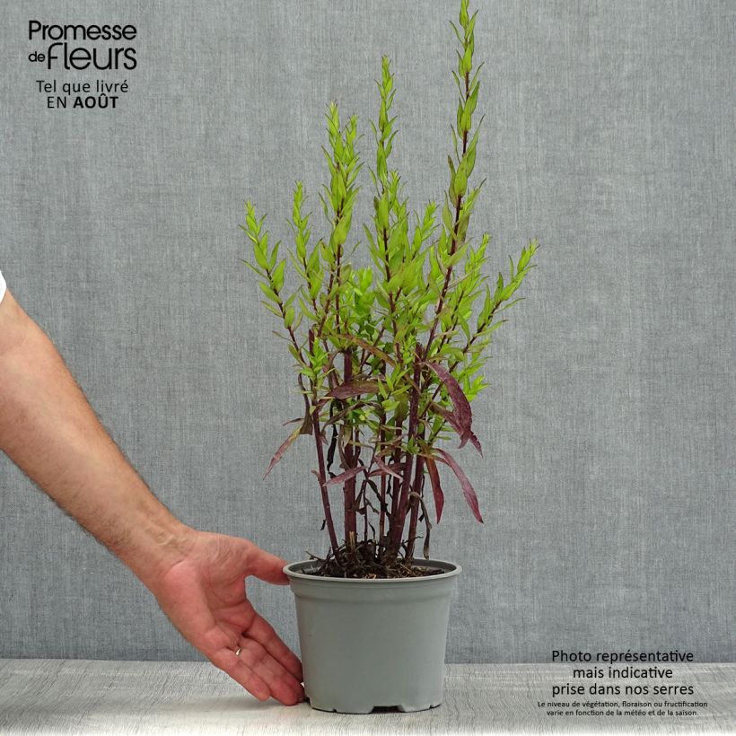 Aster dumosus Starlight 2L/3L pot sample as delivered in summer