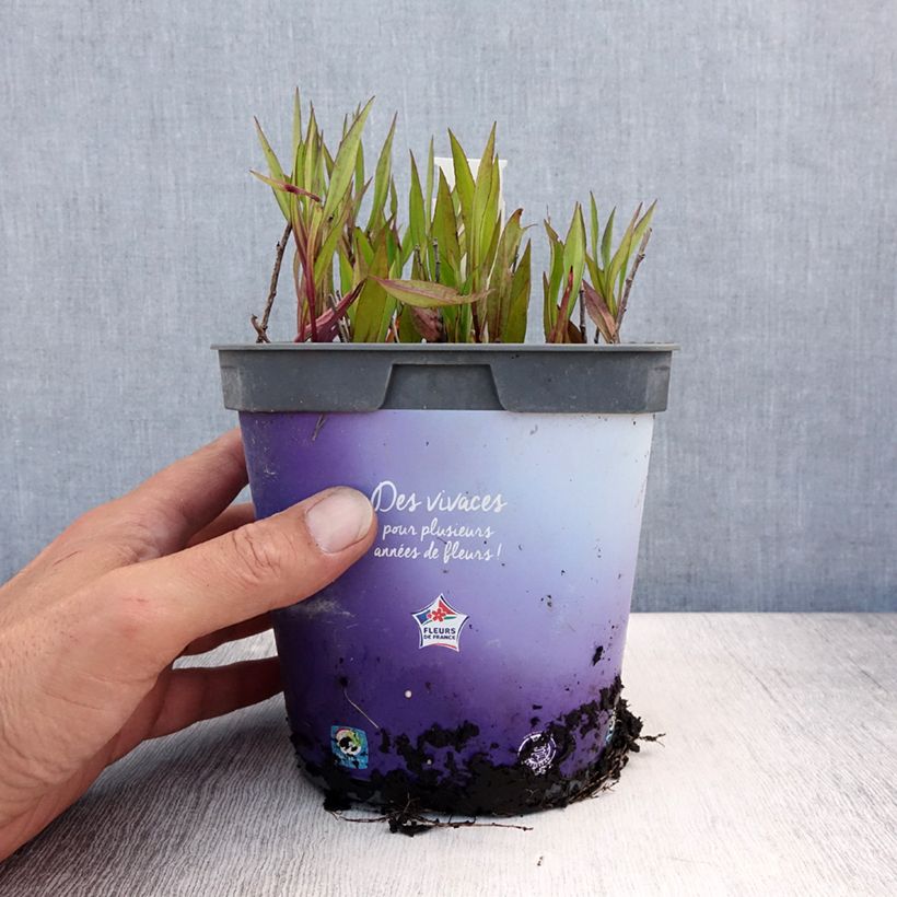 Aster dumosus Tonga 2L/3L pot sample as delivered in summer