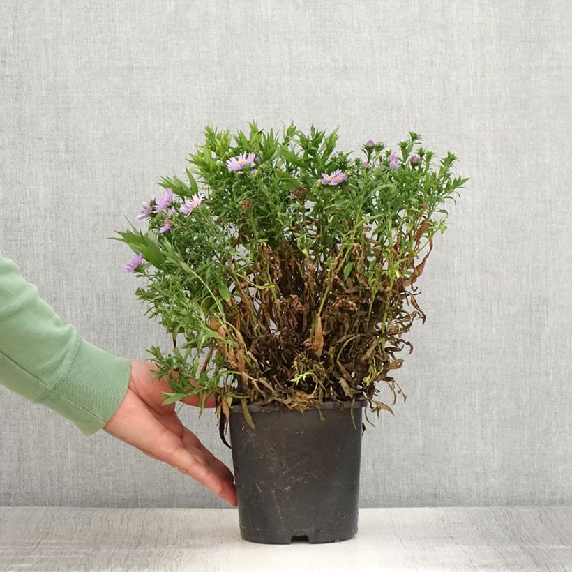 Aster novi-belgii Wood's Purple - New York Aster 1.5L/2L pot sample as delivered in summer