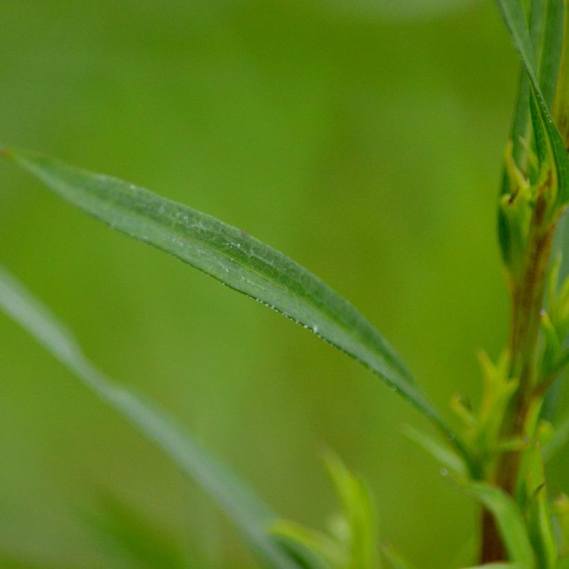 Aster ericoides Esther (Foliage)