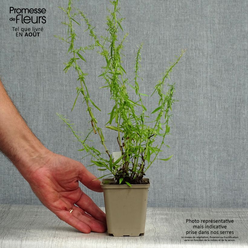 Aster ericoides Golden Spray 8/9 cm pot sample as delivered in summer