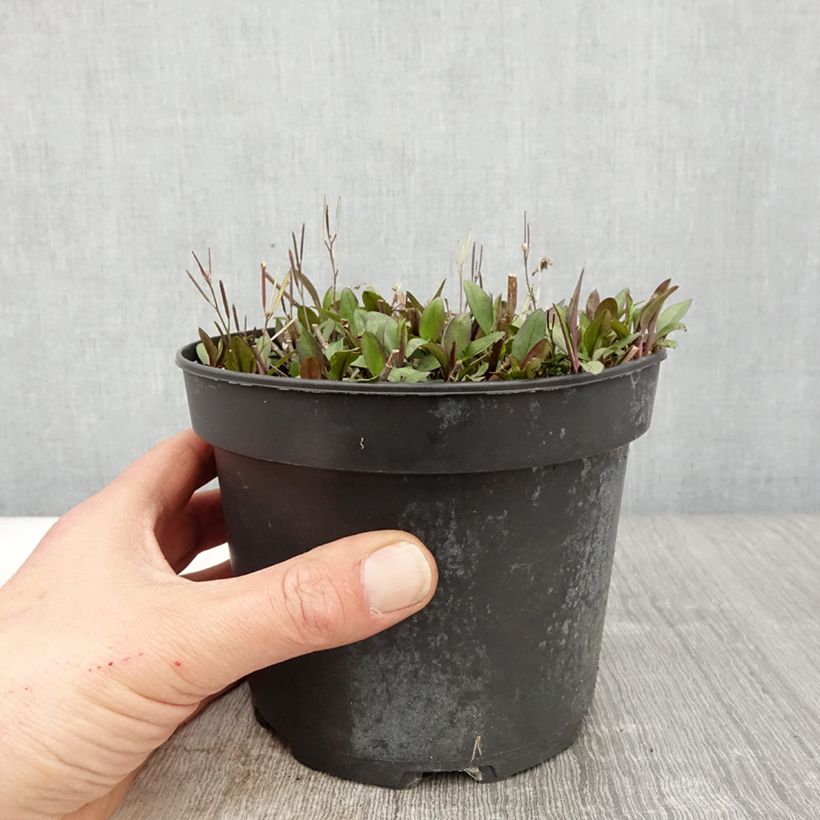 Aster ericoides Pink Cloud sample as delivered in spring