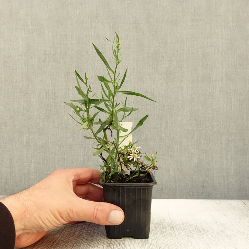 Aster ericoïdes Schneegitter - Heath Aster 8/9 cm pot sample as delivered in autumn