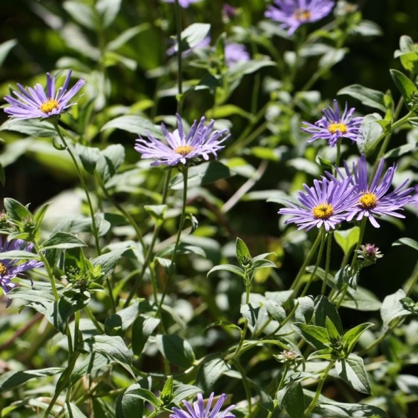 Aster frikartii Mönch (Plant habit)