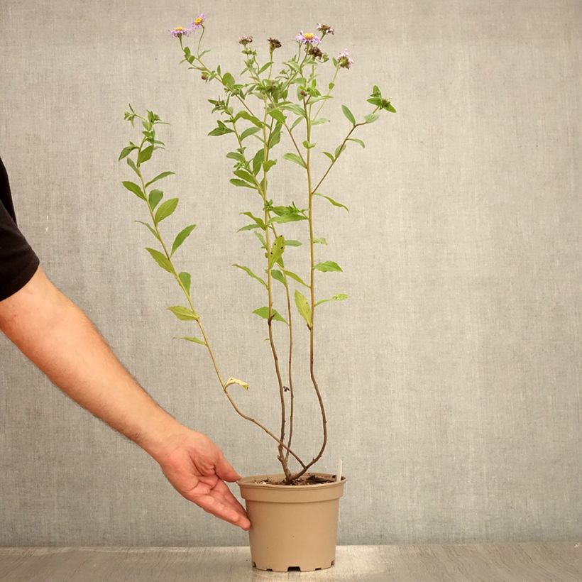 Aster frikartii Mönch 1L/1.5L pot sample as delivered in summer