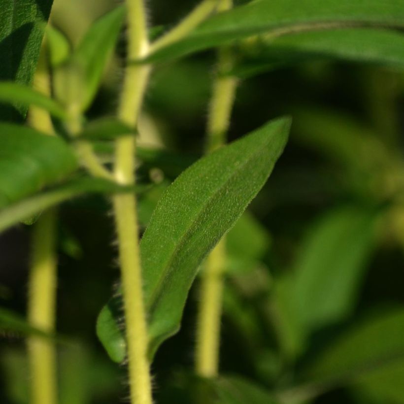 Aster novae-angliae Herbstschnee (Foliage)