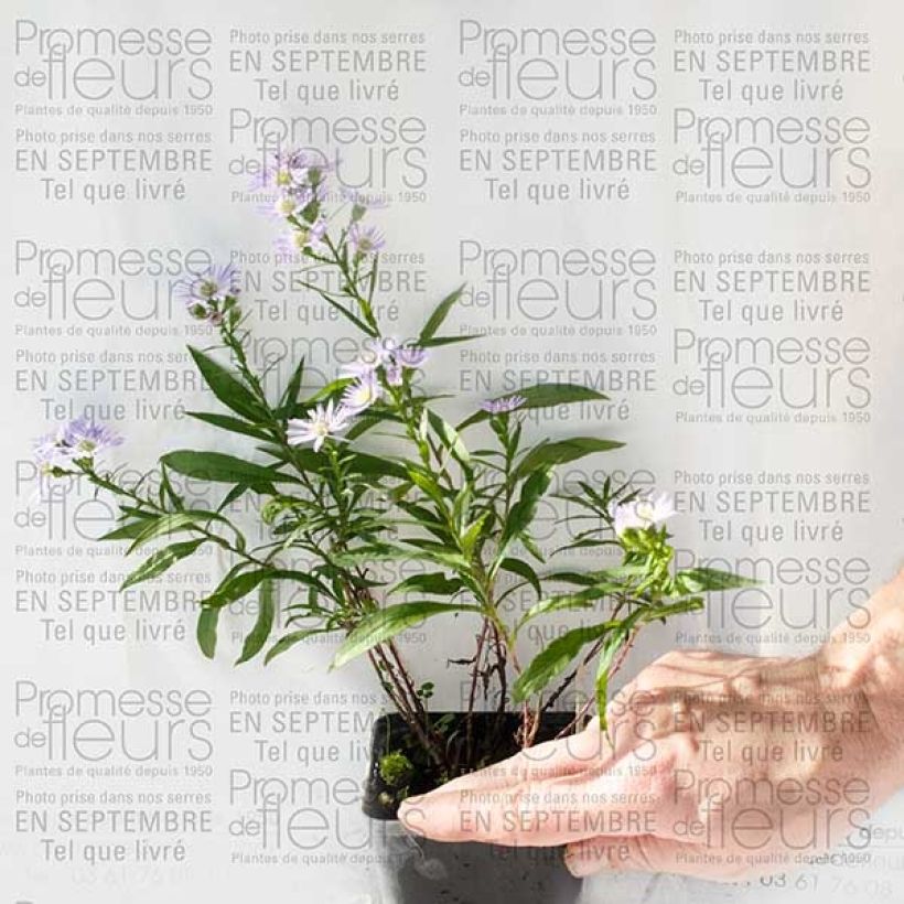 Example of Aster Herfstweelde 8/9 cm pot specimen as delivered