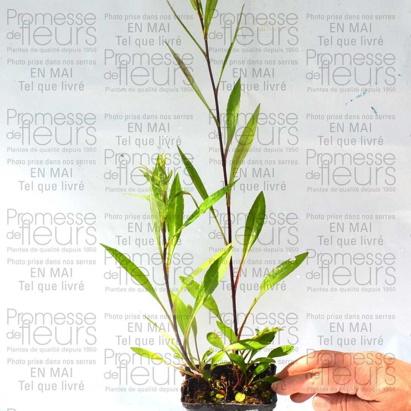 Example of Aster novi-belgii Carmen 8/9 cm pot specimen as delivered