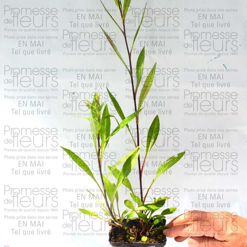 Example of Aster novi-belgii Carmen specimen as delivered