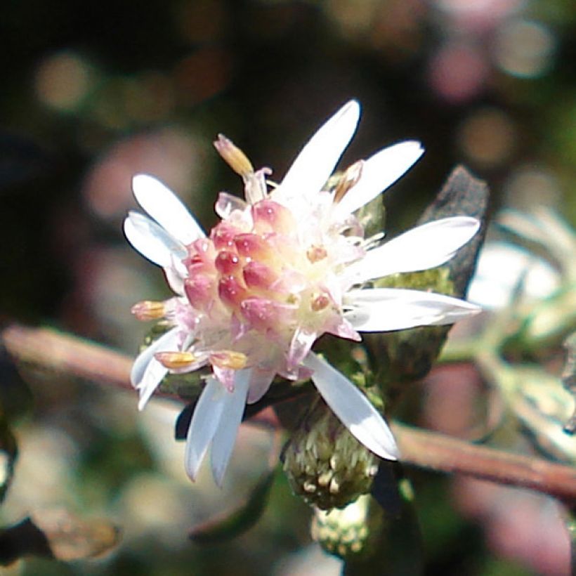 Aster lateriflorus Lady In Black (Flowering)