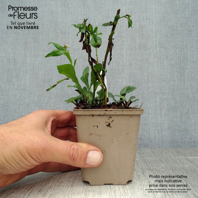 Aster lateriflorus Chloe 8/9 cm pot sample as delivered in autumn