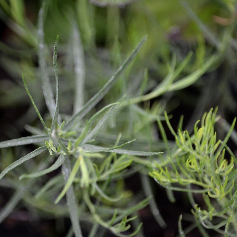 Aster linosyris (Foliage)