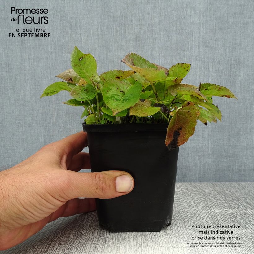 Aster macrophyllus Albus 8/9 cm pot sample as delivered in summer