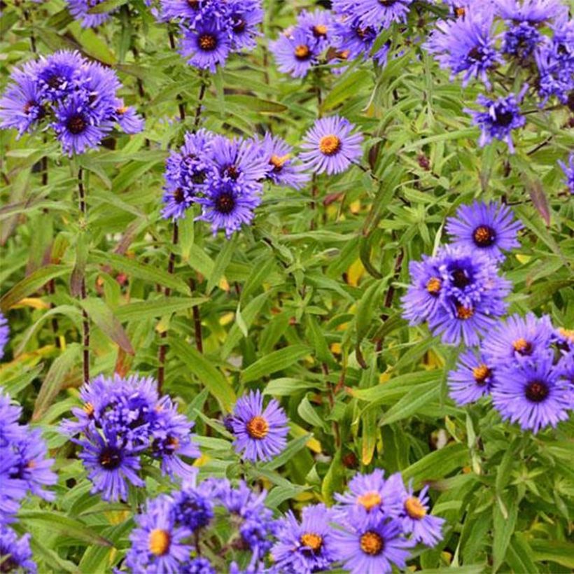 Aster novae-angliae Guido en Gezelle (Flowering)