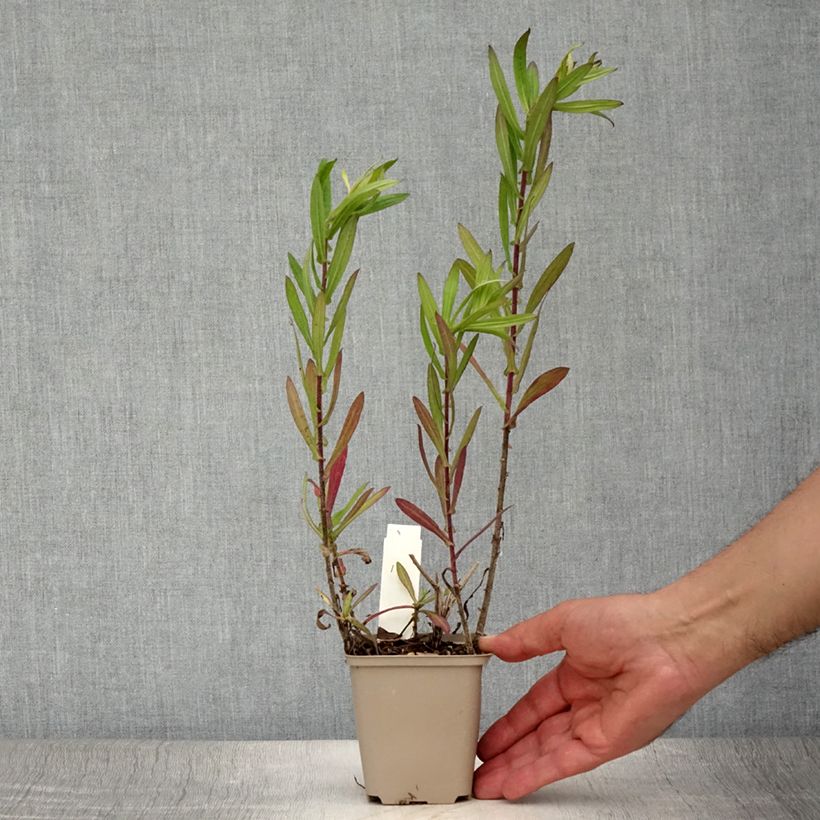 Aster novae-angliae Guido en Gezelle 8/9 cm pot sample as delivered in summer
