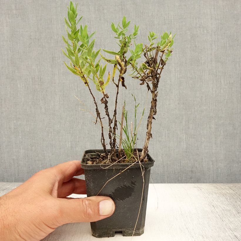 Aster novae-angliae Herbstschnee 8/9 cm pot sample as delivered in summer