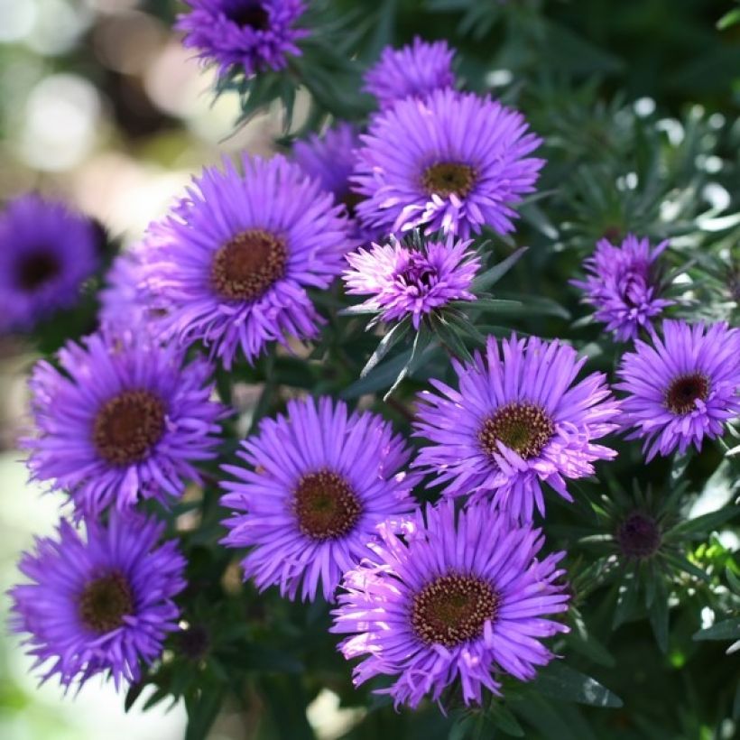 Aster novae-angliae Purple Dome (Flowering)