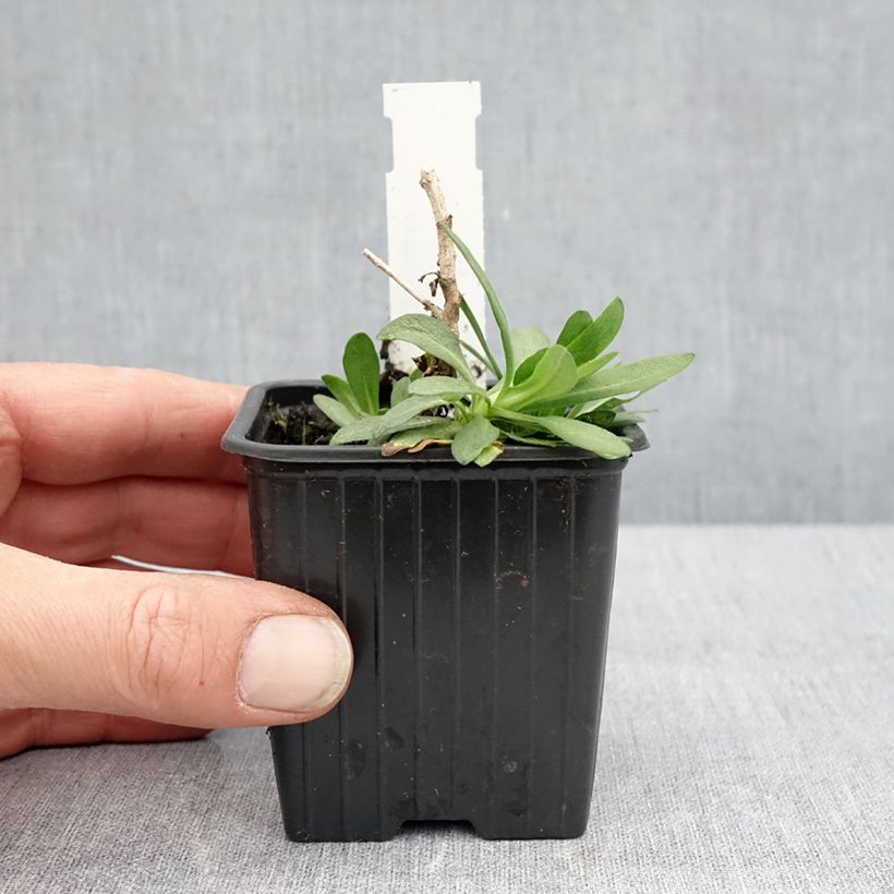 Aster novae-angliae Rosa Sieger - Aster grand d'automne Godet de 7/8 cm sample as delivered in spring