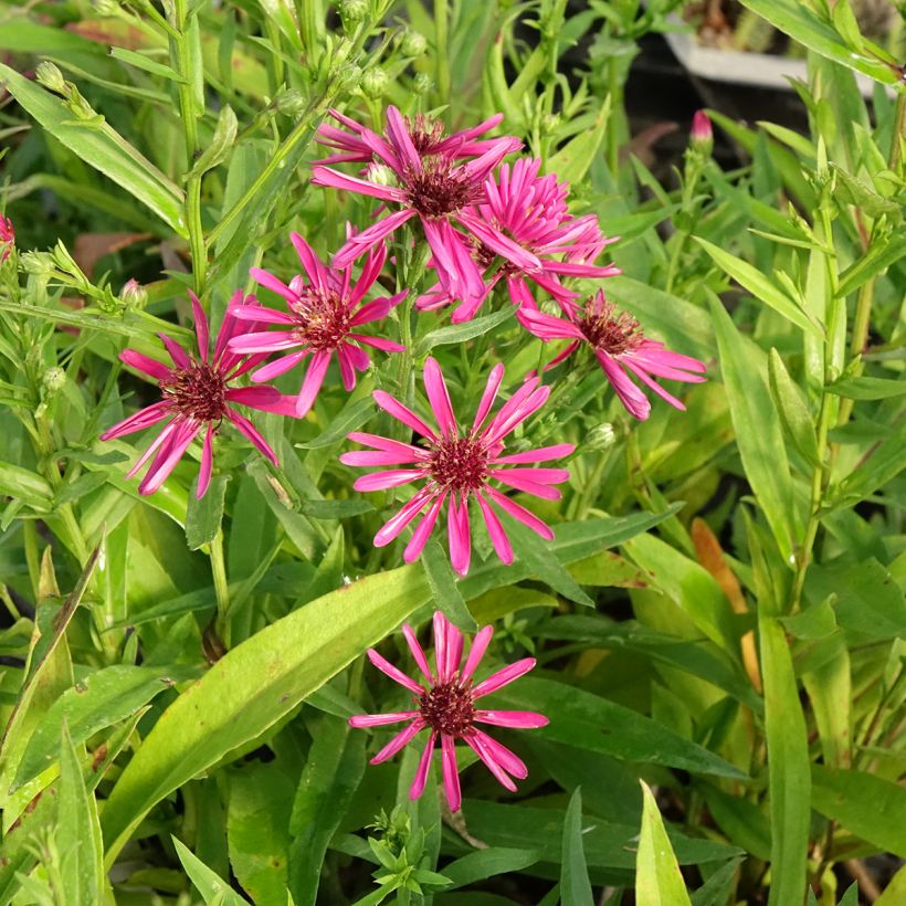Aster novi-belgii Crimson Brocade (Flowering)
