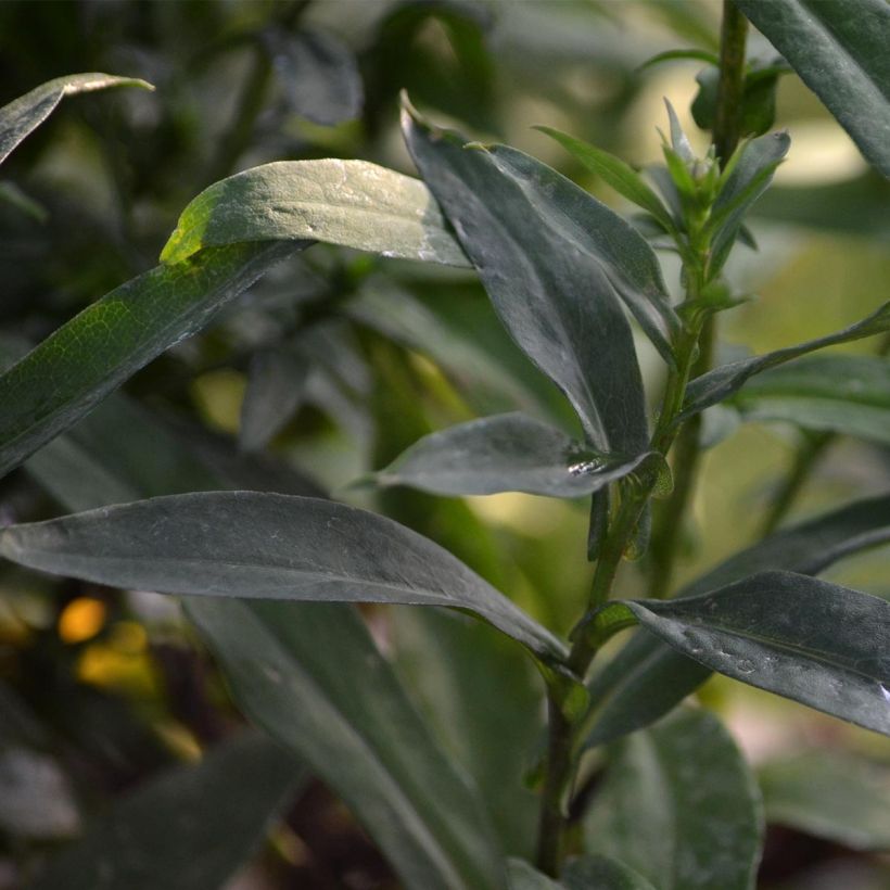 Aster novi-belgii Dauerblau (Foliage)