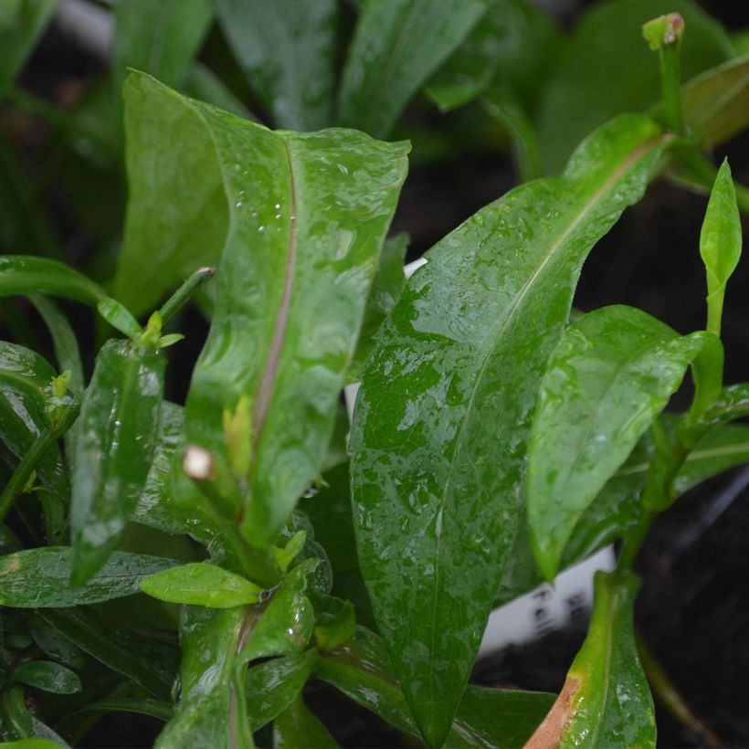 Aster novi-belgii Fellowship (Foliage)