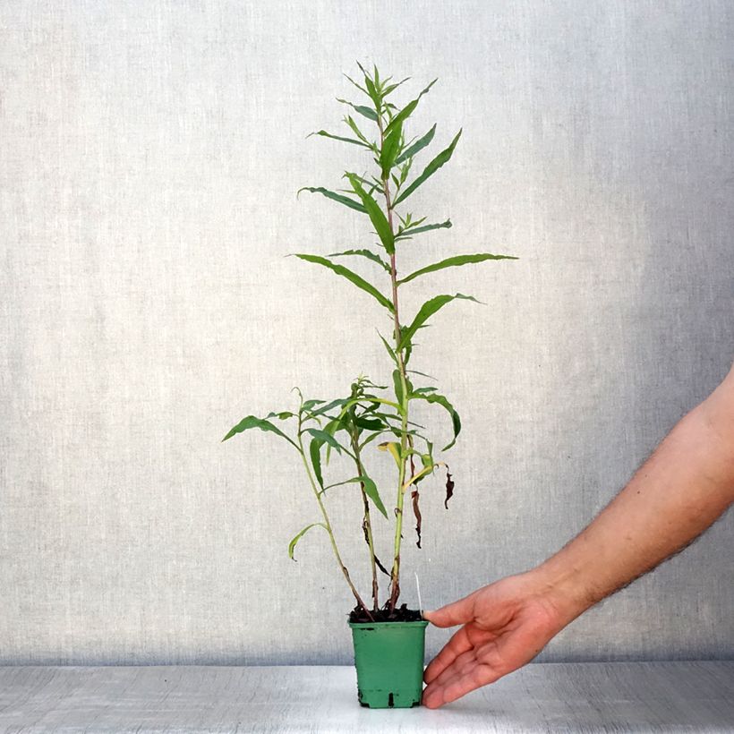 Aster novi-belgii Reitlingstal 8/9 cm pot sample as delivered in summer