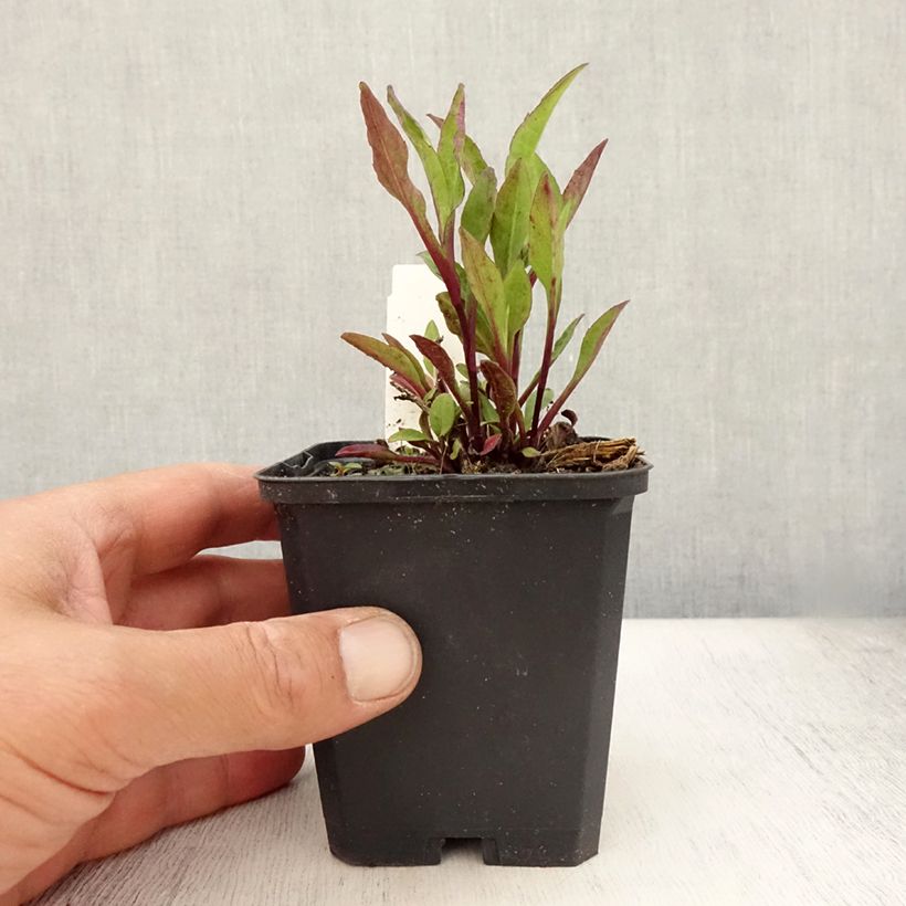 Aster novi-belgii Sarah Ballard 8/9 cm pot sample as delivered in summer