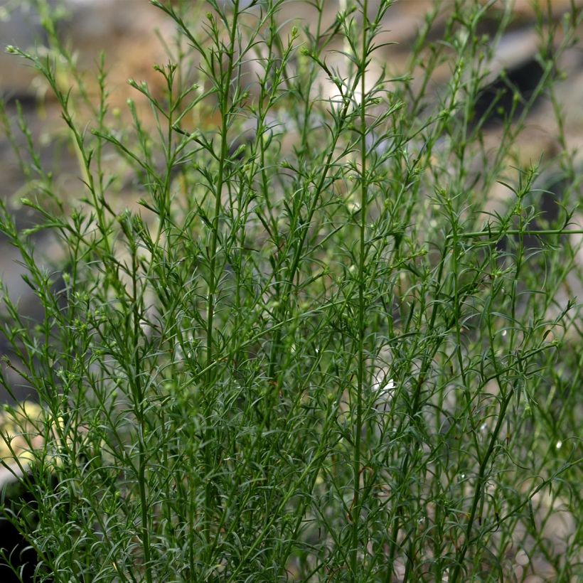 Aster pringlei Monte Cassino (Foliage)