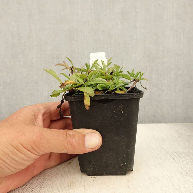 Aster sibiricus 8/9 cm pot sample as delivered in summer