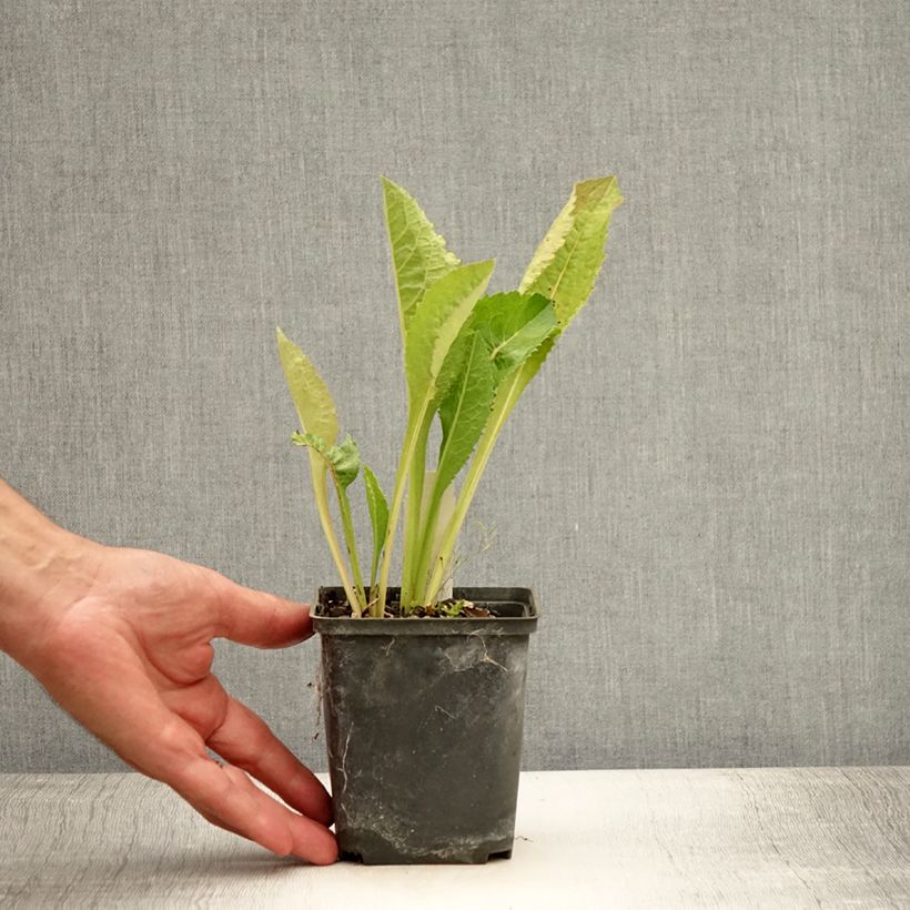 Aster tataricus Jindai 8/9 cm pot sample as delivered in summer