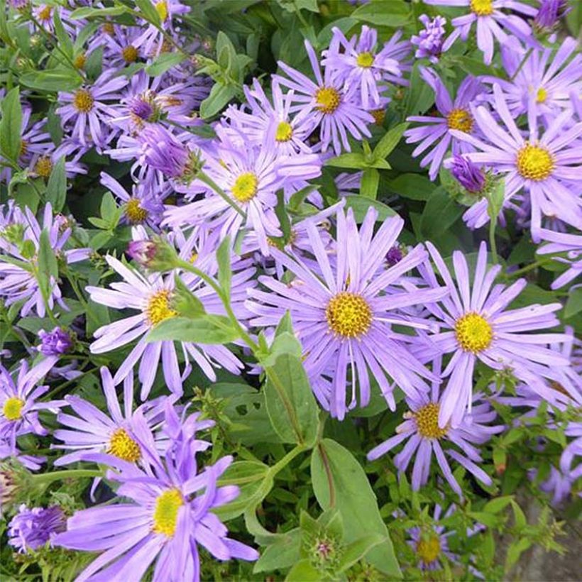 Aster thomsonii Nanus (Flowering)