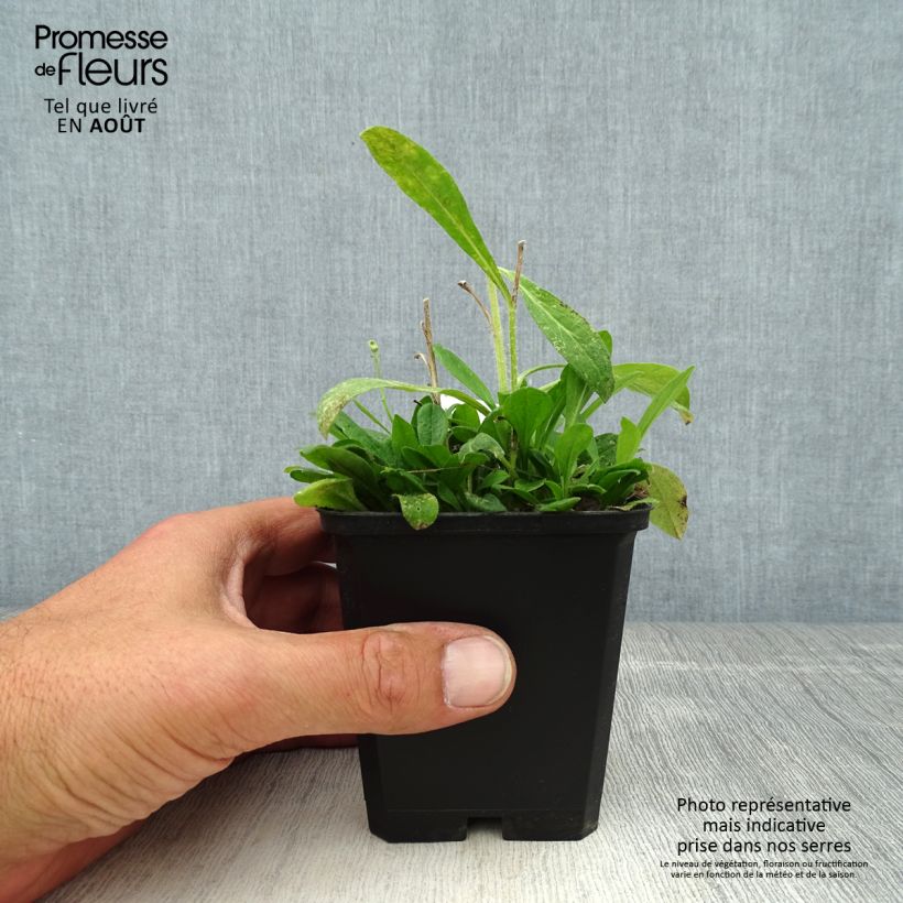 Aster tongolensis Wartburgstern 8/9 cm pot sample as delivered in summer
