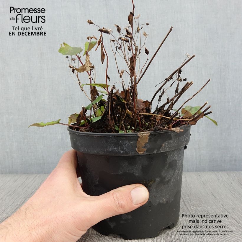 Aster tradescantii 2L/3L pot sample as delivered in autumn