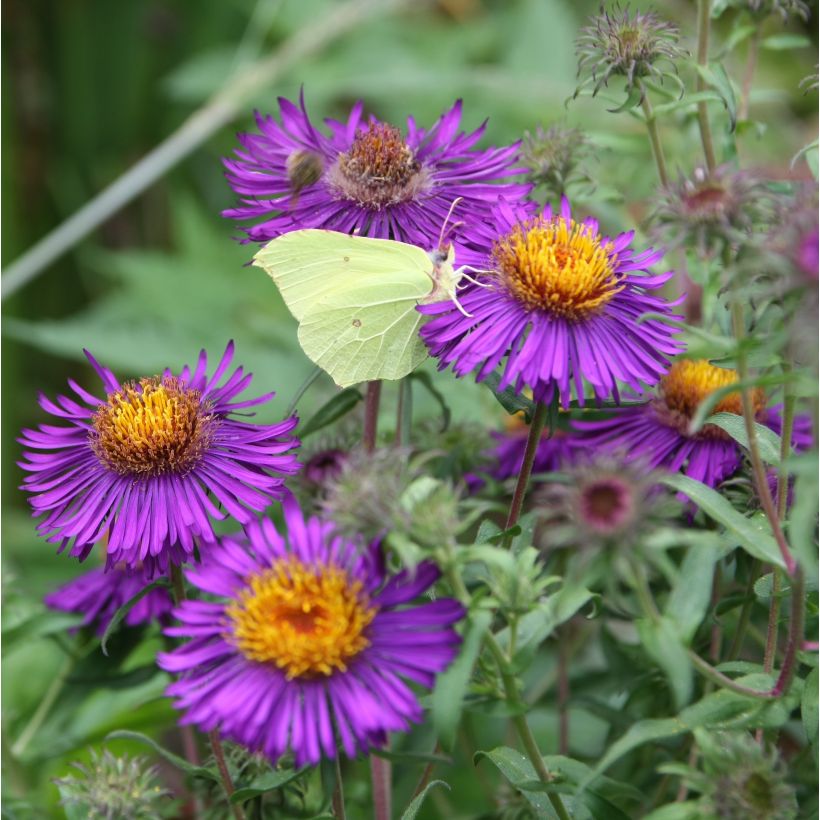 Aster novae-angliae Violetta (Flowering)