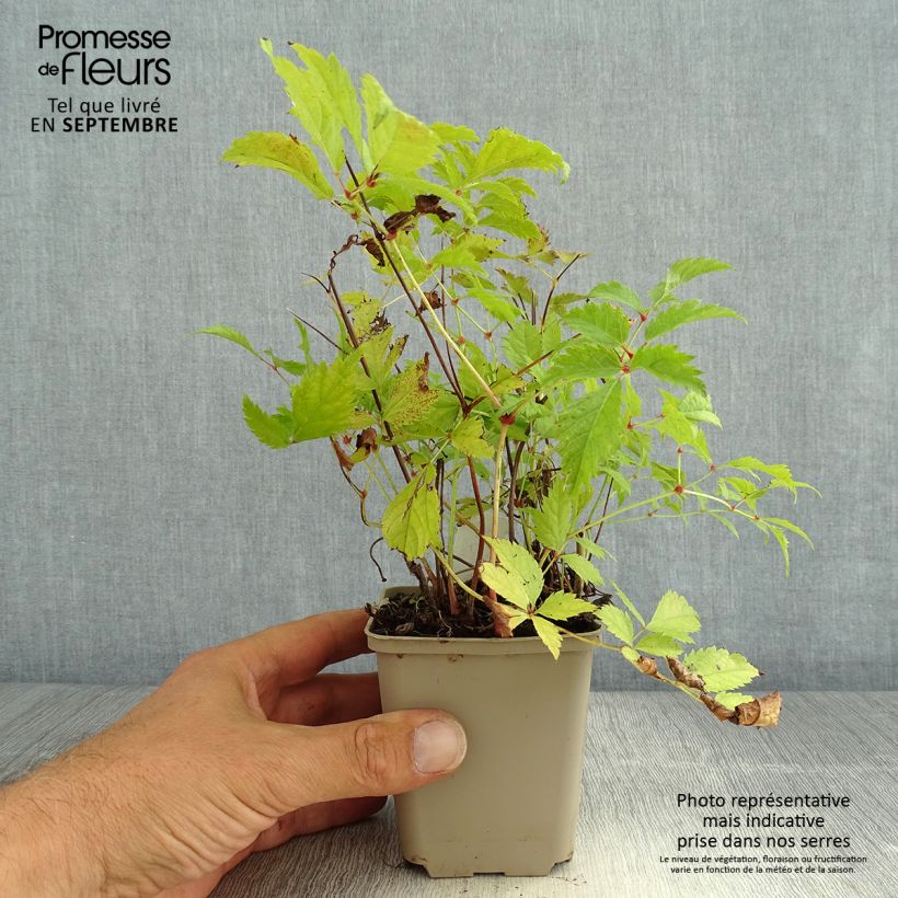 Astilbe arendsii Brautschleier 8/9 cm pot sample as delivered in summer