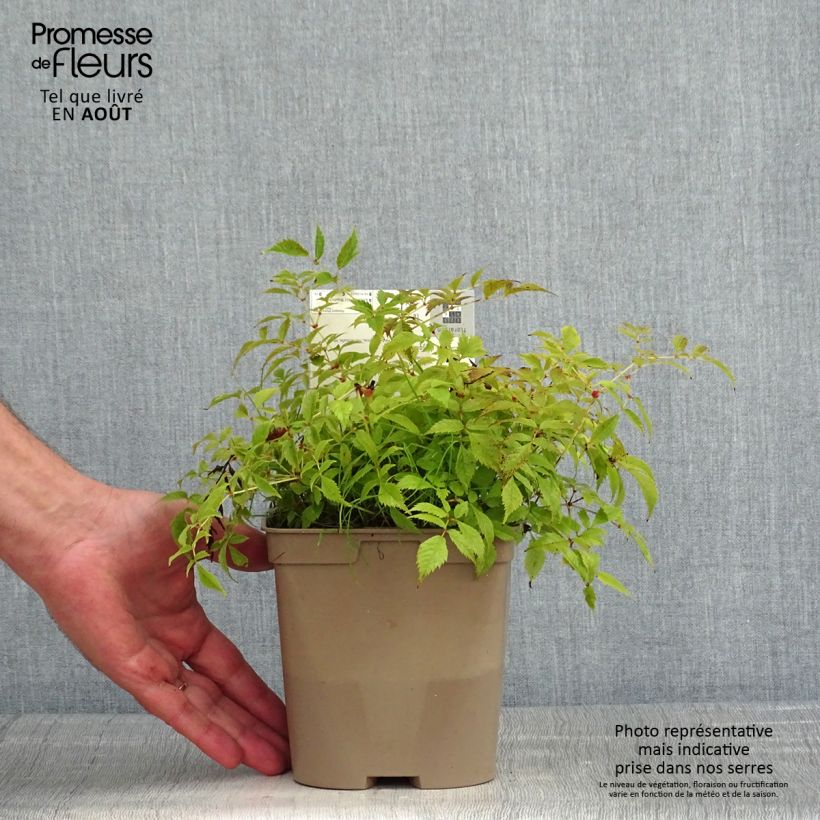 Astilbe arendsii Brautschleier 2L/3L pot sample as delivered in summer