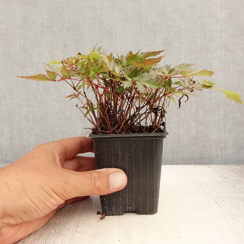 Astilbe arendsii Bumalda 8/9 cm pot sample as delivered in summer