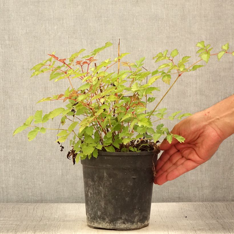 Astilbe Color Flash Lime 2L/3L pot sample as delivered in summer