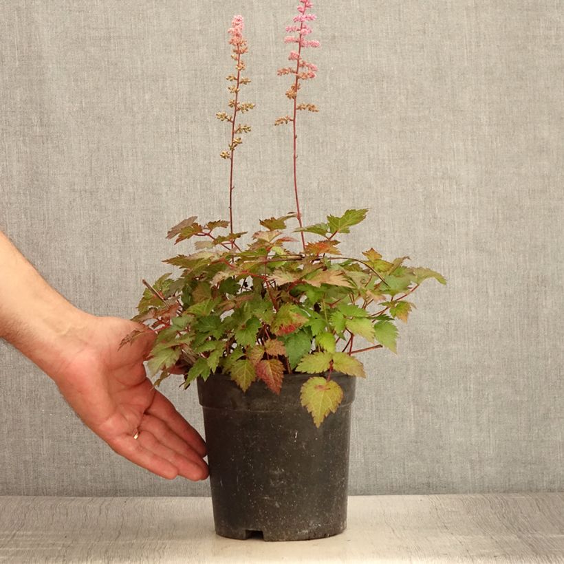 Astilbe Color Flash 2L/3L pot sample as delivered in summer