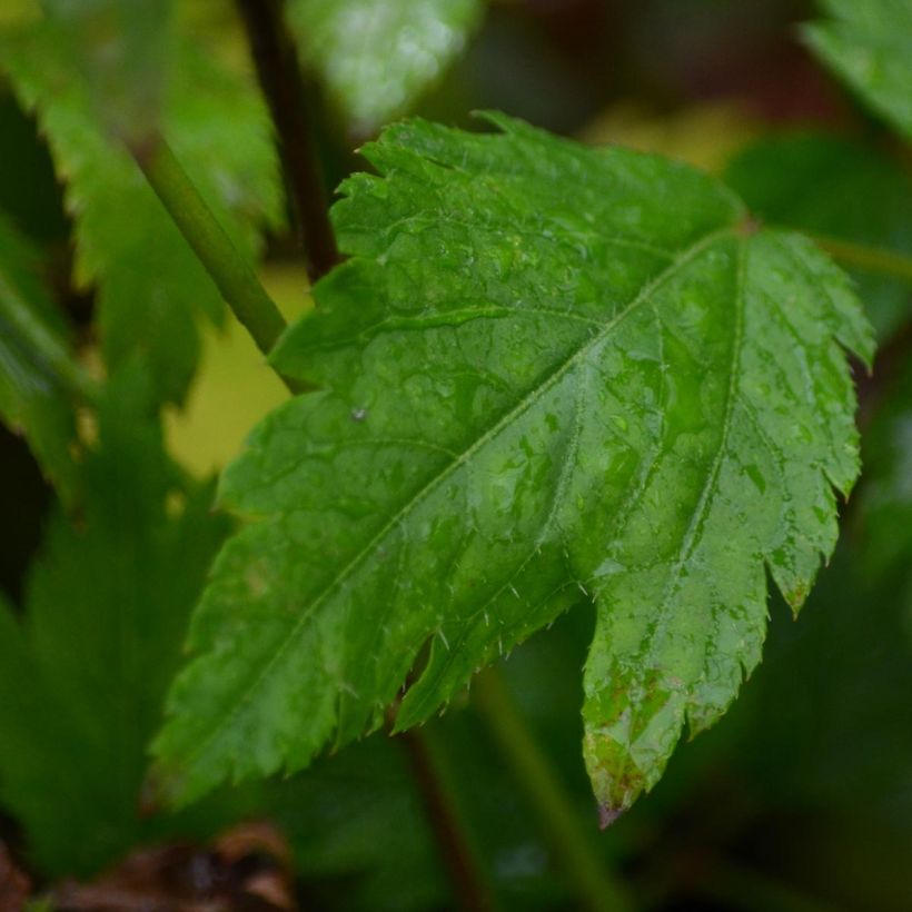 Astilbe arendsii Diamant (Foliage)