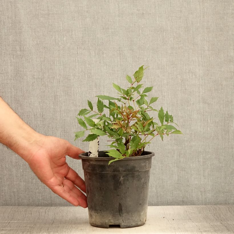 Astilbe arendsii Ellie 2L/3L pot sample as delivered in summer