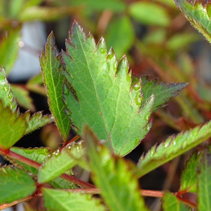 Astilbe arendsii Erika (Foliage)