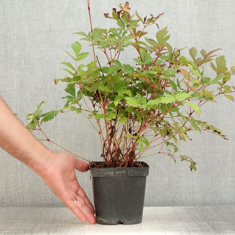 Astilbe arendsii Moccachino 2L/3L pot sample as delivered in summer