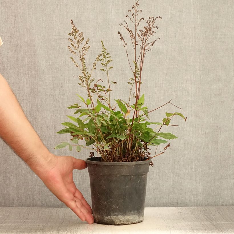 Astilbe Rock and Roll 2L/3L pot sample as delivered in summer