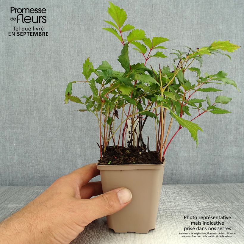 Astilbe arendsii Spinell 8/9 cm pot sample as delivered in summer