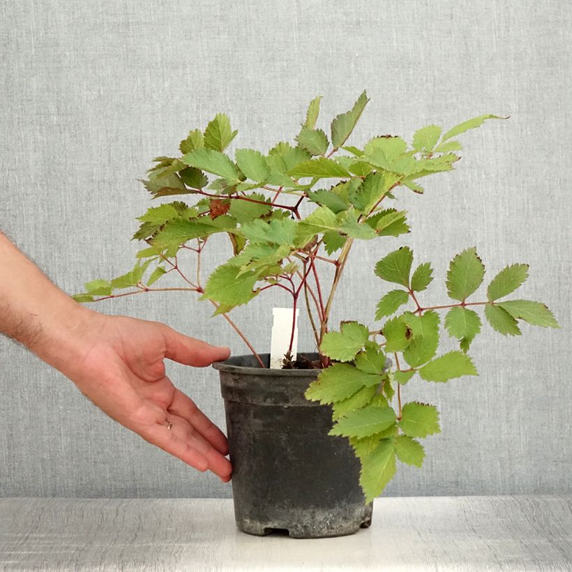 Astilbe chinensis Mighty Chocolate Cherry - Chinese Astilbe 2L/3L pot sample as delivered in summer