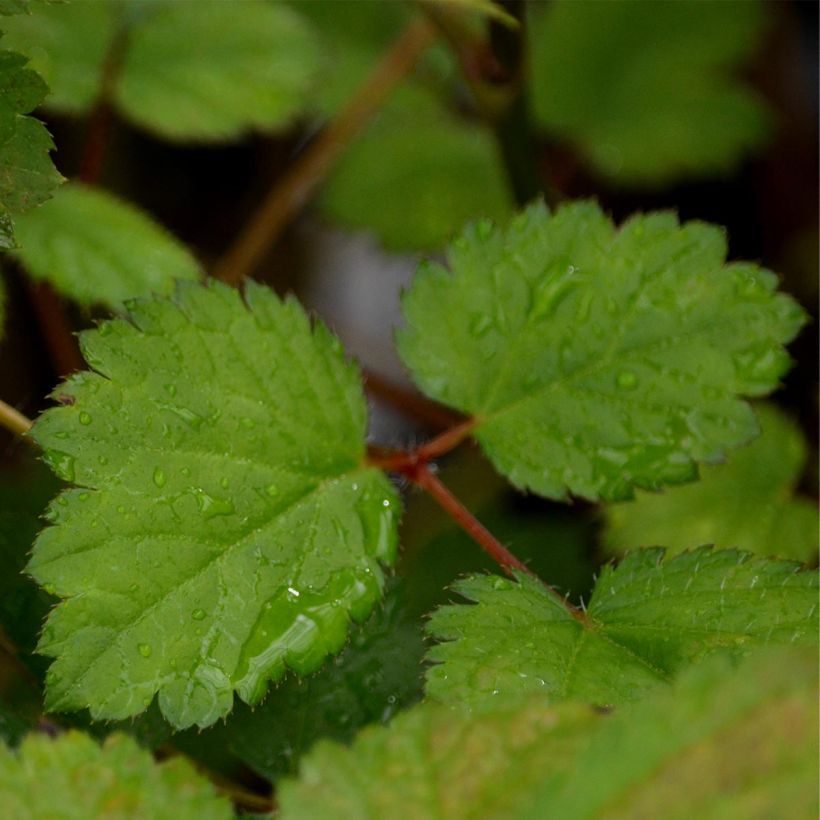 Astilbe chinensis Purpurkerze (Foliage)