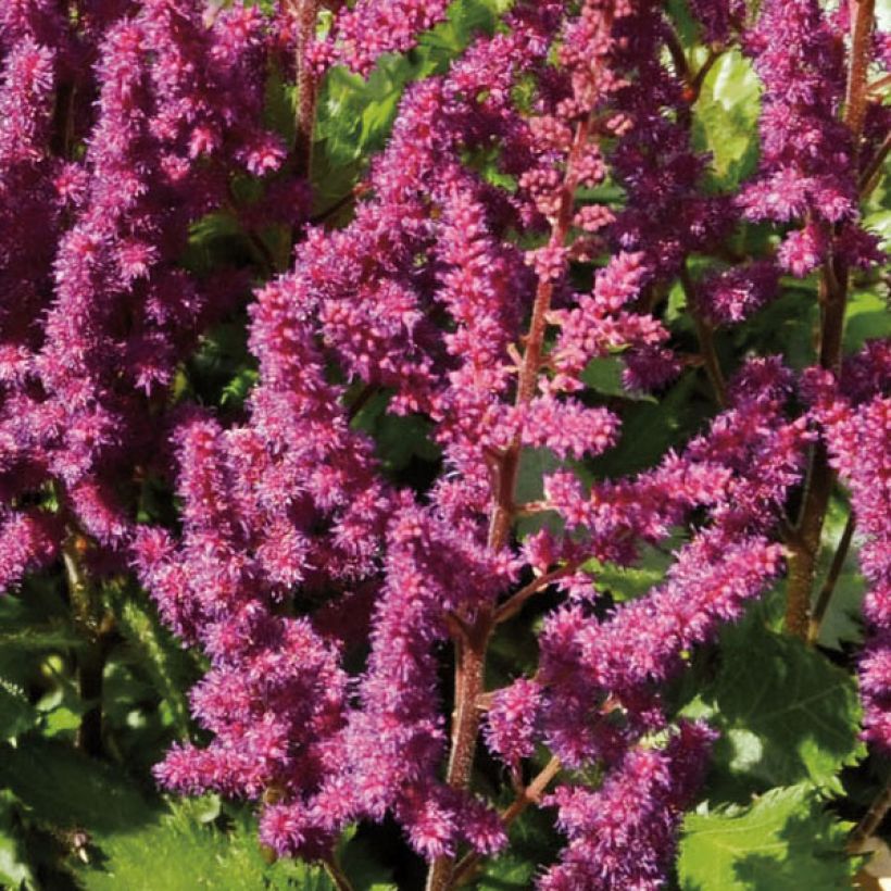 Astilbe chinensis Purpurkerze (Flowering)