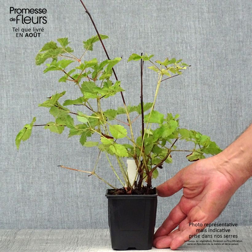 Astilbe chinensis var. taquetii Purpurlanze - Chinese Astilbe 8/9 cm pot sample as delivered in summer