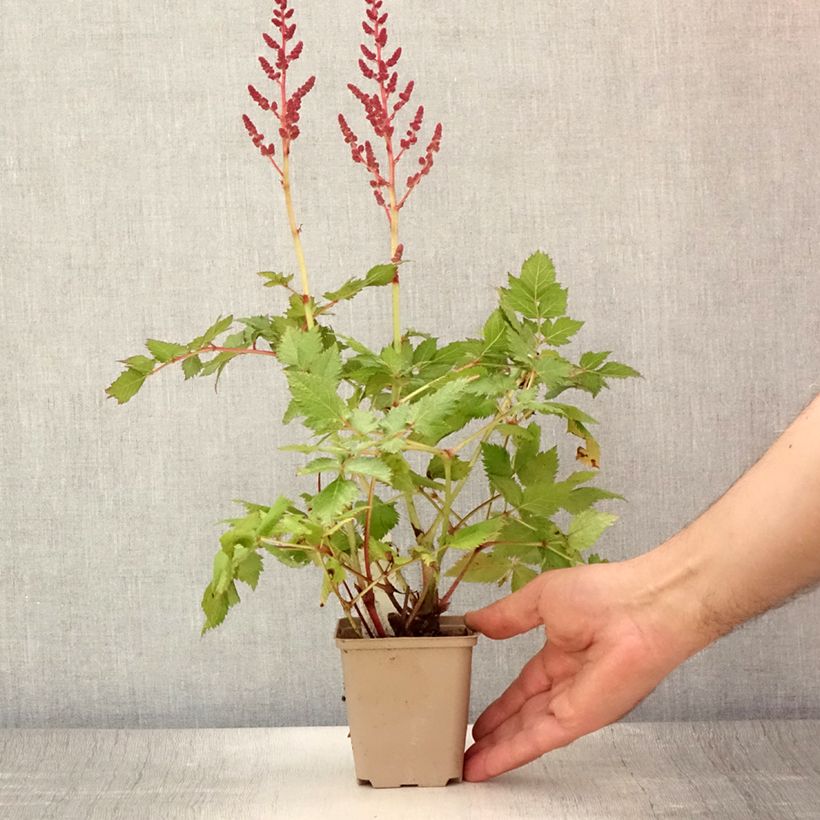 Astilbe chinensis Visions - Chinese Astilbe 8/9 cm pot sample as delivered in summer